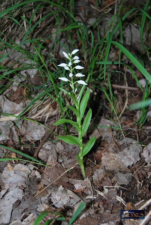 cephalanthera longifolia.JPG